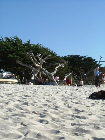 cali_009