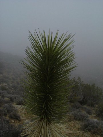 cali_051