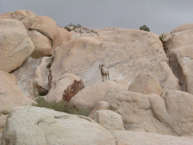 cali_053
