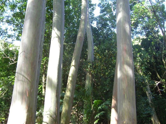 cali_075
