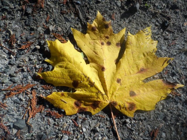 kanada_011