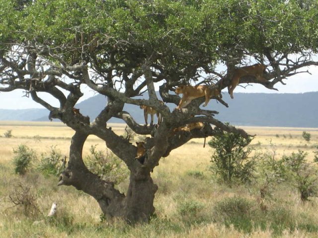 serengeti_06