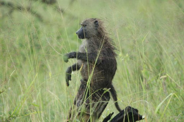 serengeti_10
