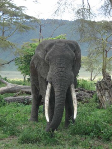 serengeti_51