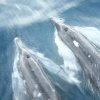 atlantik_021