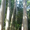 cali_075