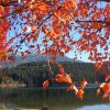 kanada_030