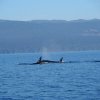 kanada_062