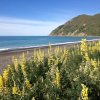 nz_sdinsel_2017_0033