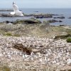 nz_sdinsel_2017_0043