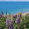 nz_sdinsel_2017_0098