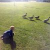 nz_sdinsel_2017_0118