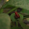 panama_084