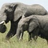 serengeti_08