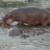 serengeti_09