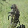 serengeti_10
