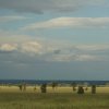 serengeti_11