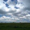 serengeti_15