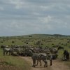 serengeti_17
