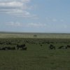serengeti_18