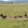 serengeti_19