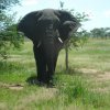 serengeti_33