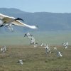 serengeti_50