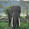 serengeti_51